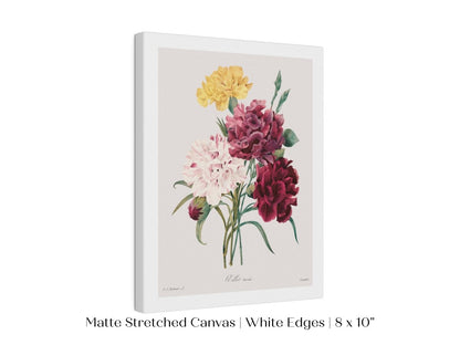 Carnations | P493 - Single Art Prints - Piccolo Fiore Prints