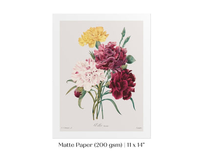 Carnations | P493 - Single Art Prints - Piccolo Fiore Prints