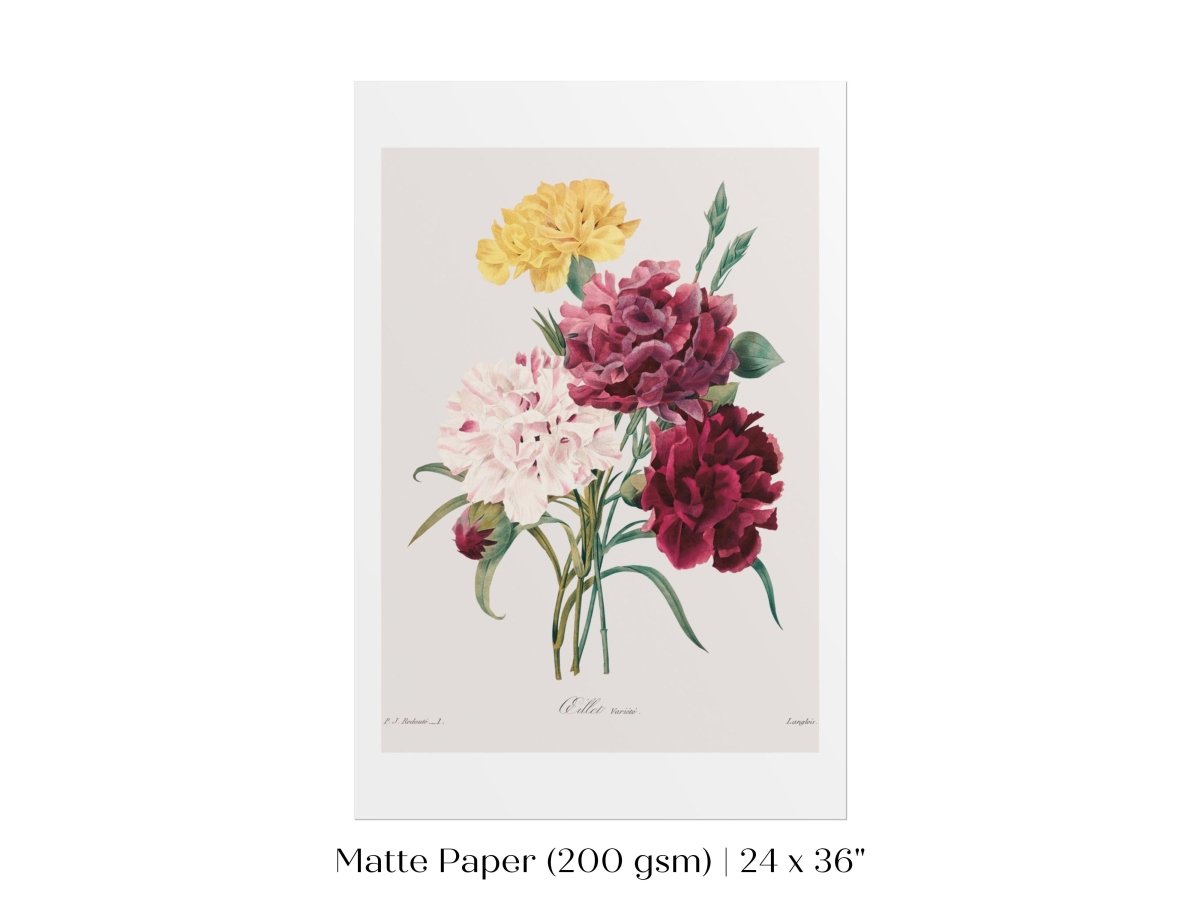 Carnations | P493 - Single Art Prints - Piccolo Fiore Prints