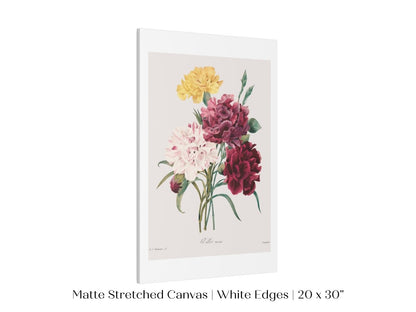Carnations | P493 - Single Art Prints - Piccolo Fiore Prints