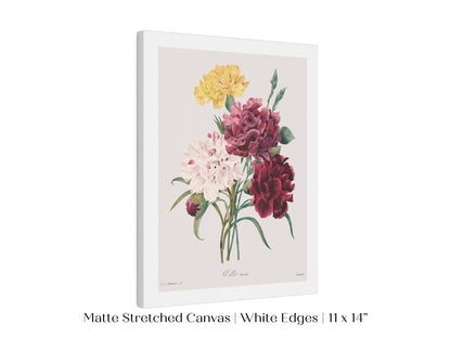 Carnations | P493 - Single Art Prints - Piccolo Fiore Prints