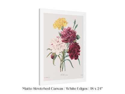 Carnations | P493 - Single Art Prints - Piccolo Fiore Prints