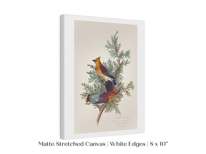 Cedar Bird Illustration | P378 - Single Art Prints - Piccolo Fiore Prints