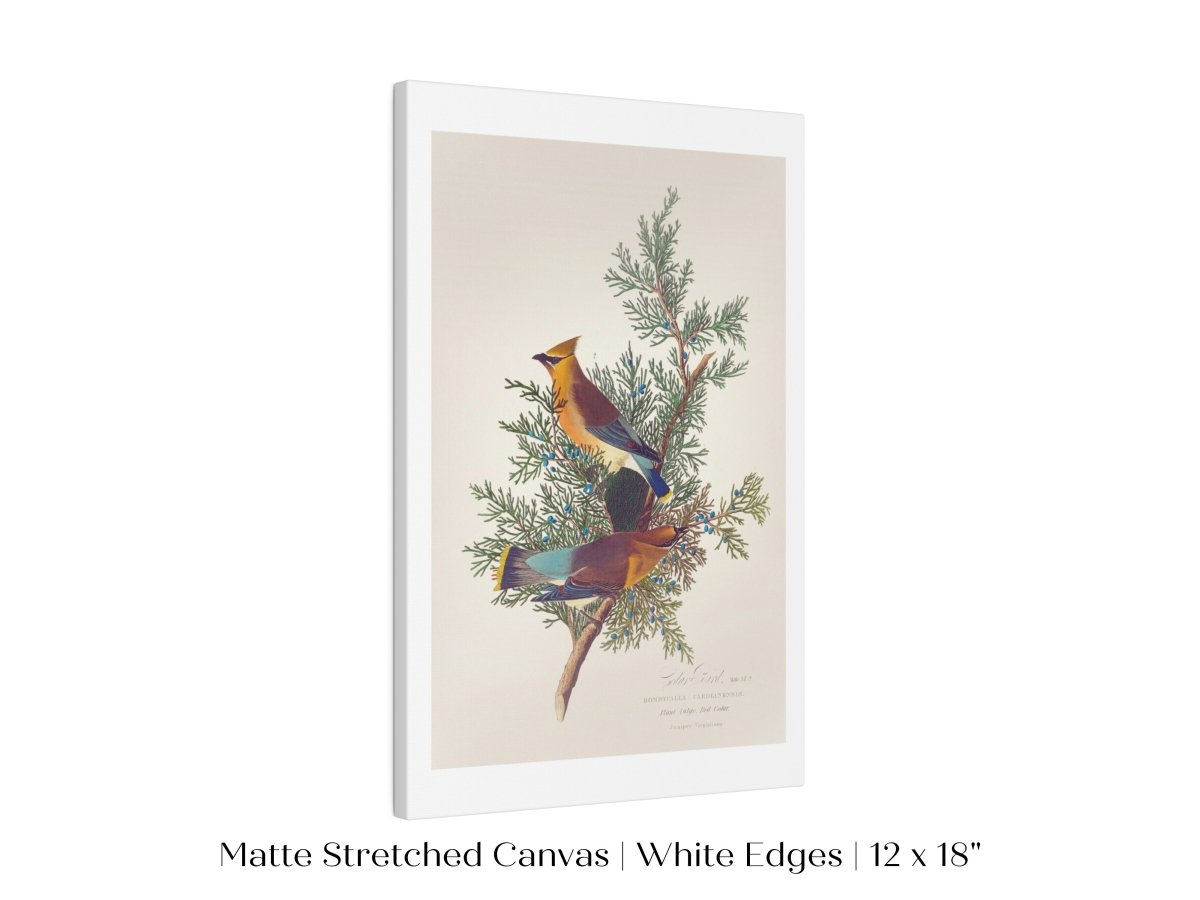 Cedar Bird Illustration | P378 - Single Art Prints - Piccolo Fiore Prints