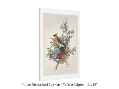 Cedar Bird Illustration | P378 - Single Art Prints - Piccolo Fiore Prints