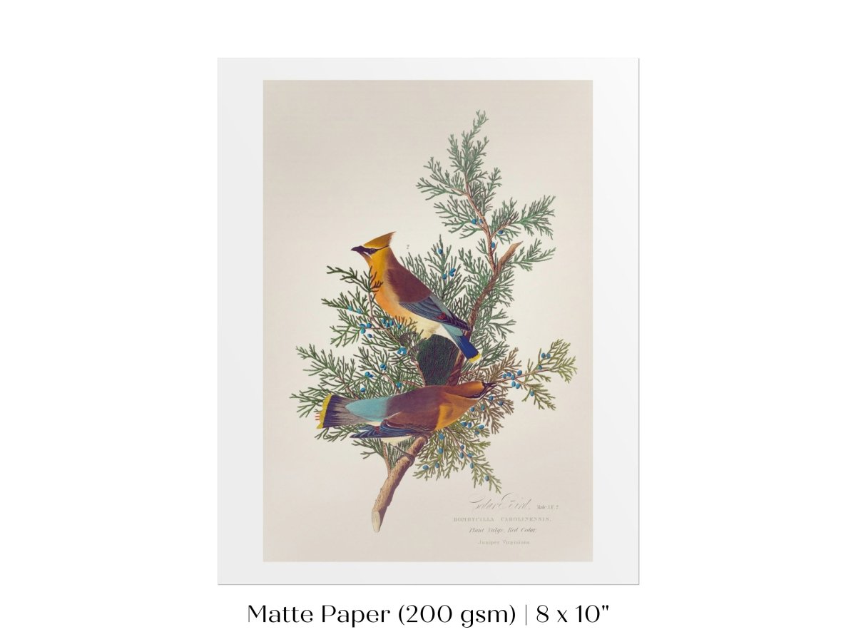 Cedar Bird Illustration | P378 - Single Art Prints - Piccolo Fiore Prints