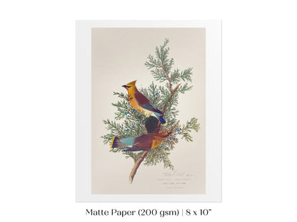 Cedar Bird Illustration | P378 - Single Art Prints - Piccolo Fiore Prints
