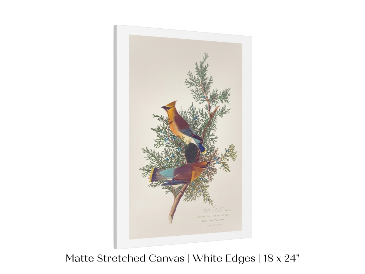 Cedar Bird Illustration | P378 - Single Art Prints - Piccolo Fiore Prints