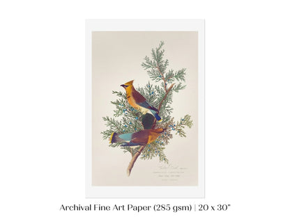 Cedar Bird Illustration | P378 - Single Art Prints - Piccolo Fiore Prints