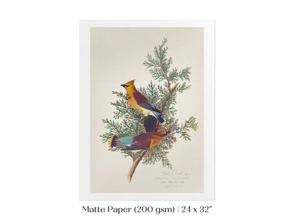 Cedar Bird Illustration | P378 - Single Art Prints - Piccolo Fiore Prints