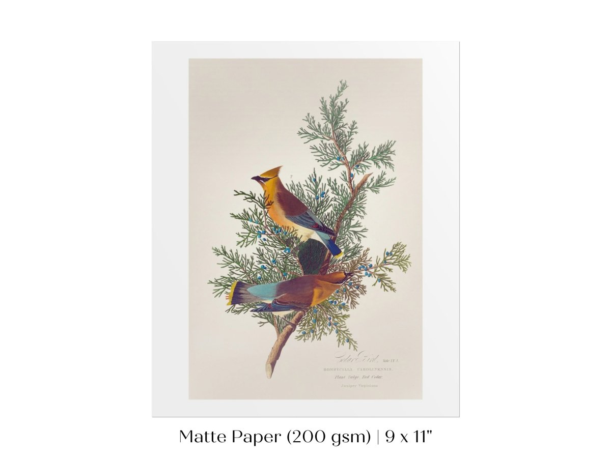 Cedar Bird Illustration | P378 - Single Art Prints - Piccolo Fiore Prints