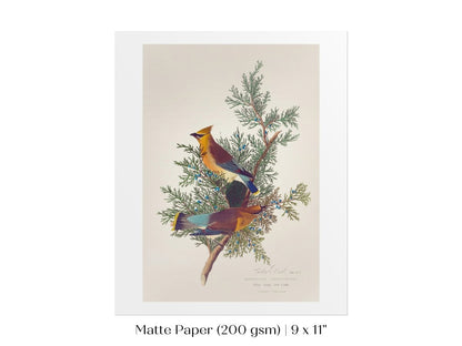 Cedar Bird Illustration | P378 - Single Art Prints - Piccolo Fiore Prints