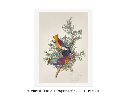 Cedar Bird Illustration | P378 - Single Art Prints - Piccolo Fiore Prints