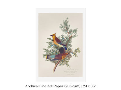 Cedar Bird Illustration | P378 - Single Art Prints - Piccolo Fiore Prints