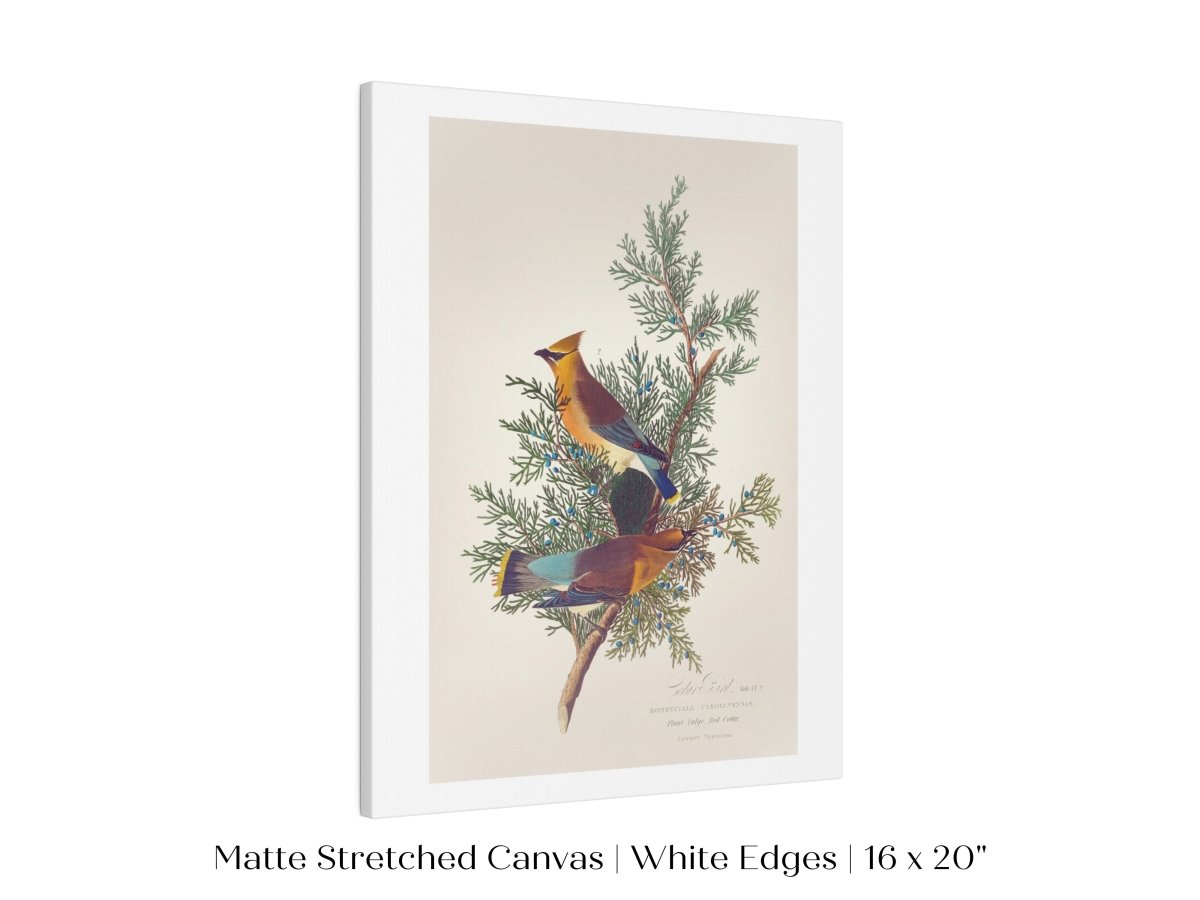 Cedar Bird Illustration | P378 - Single Art Prints - Piccolo Fiore Prints