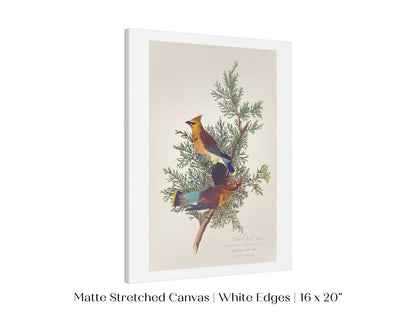 Cedar Bird Illustration | P378 - Single Art Prints - Piccolo Fiore Prints