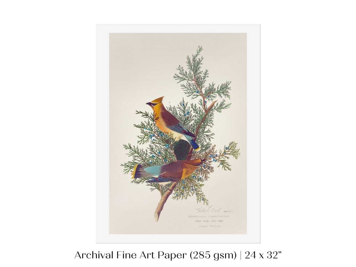 Cedar Bird Illustration | P378 - Single Art Prints - Piccolo Fiore Prints