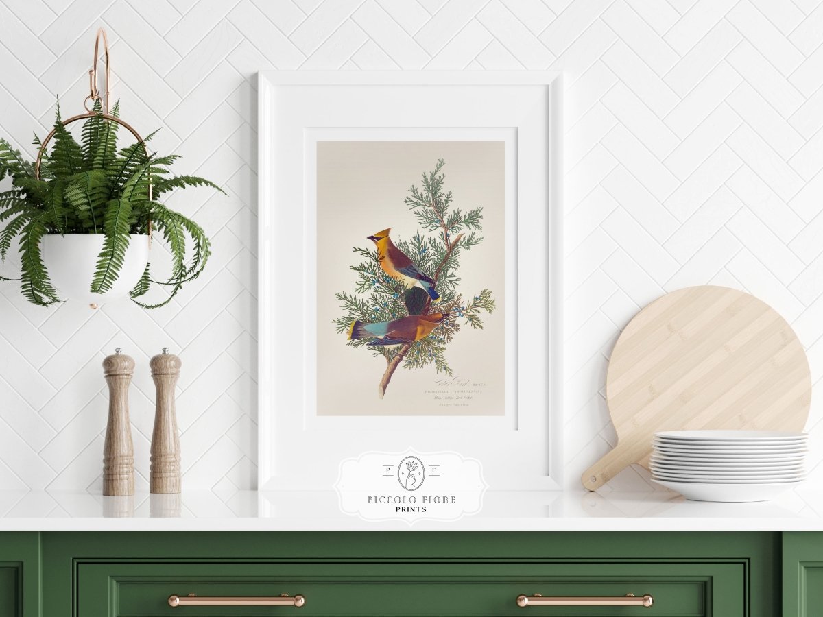 Cedar Bird Illustration | P378 - Single Art Prints - Piccolo Fiore Prints