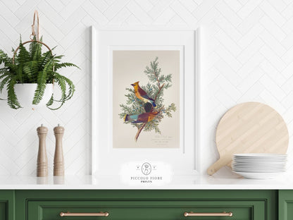 Cedar Bird Illustration | P378 - Single Art Prints - Piccolo Fiore Prints