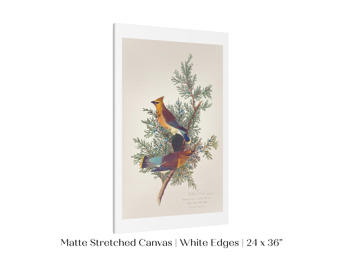 Cedar Bird Illustration | P378 - Single Art Prints - Piccolo Fiore Prints