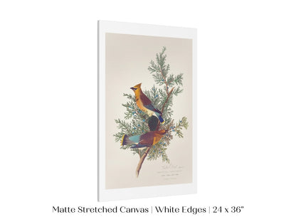 Cedar Bird Illustration | P378 - Single Art Prints - Piccolo Fiore Prints