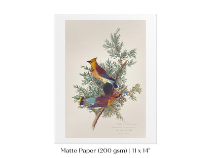 Cedar Bird Illustration | P378 - Single Art Prints - Piccolo Fiore Prints