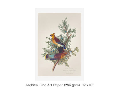 Cedar Bird Illustration | P378 - Single Art Prints - Piccolo Fiore Prints