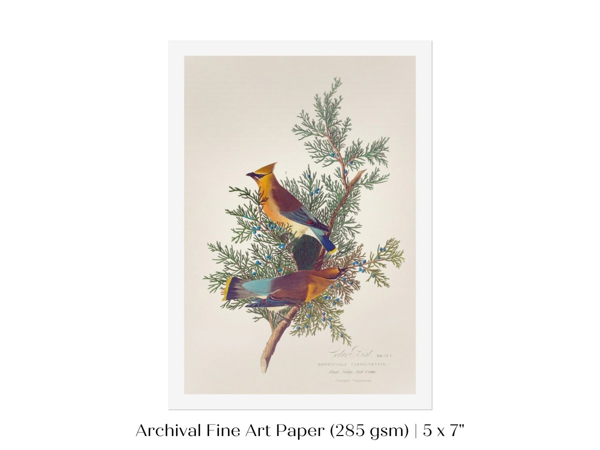 Cedar Bird Illustration | P378 - Single Art Prints - Piccolo Fiore Prints