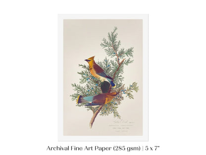 Cedar Bird Illustration | P378 - Single Art Prints - Piccolo Fiore Prints