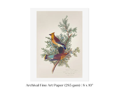 Cedar Bird Illustration | P378 - Single Art Prints - Piccolo Fiore Prints