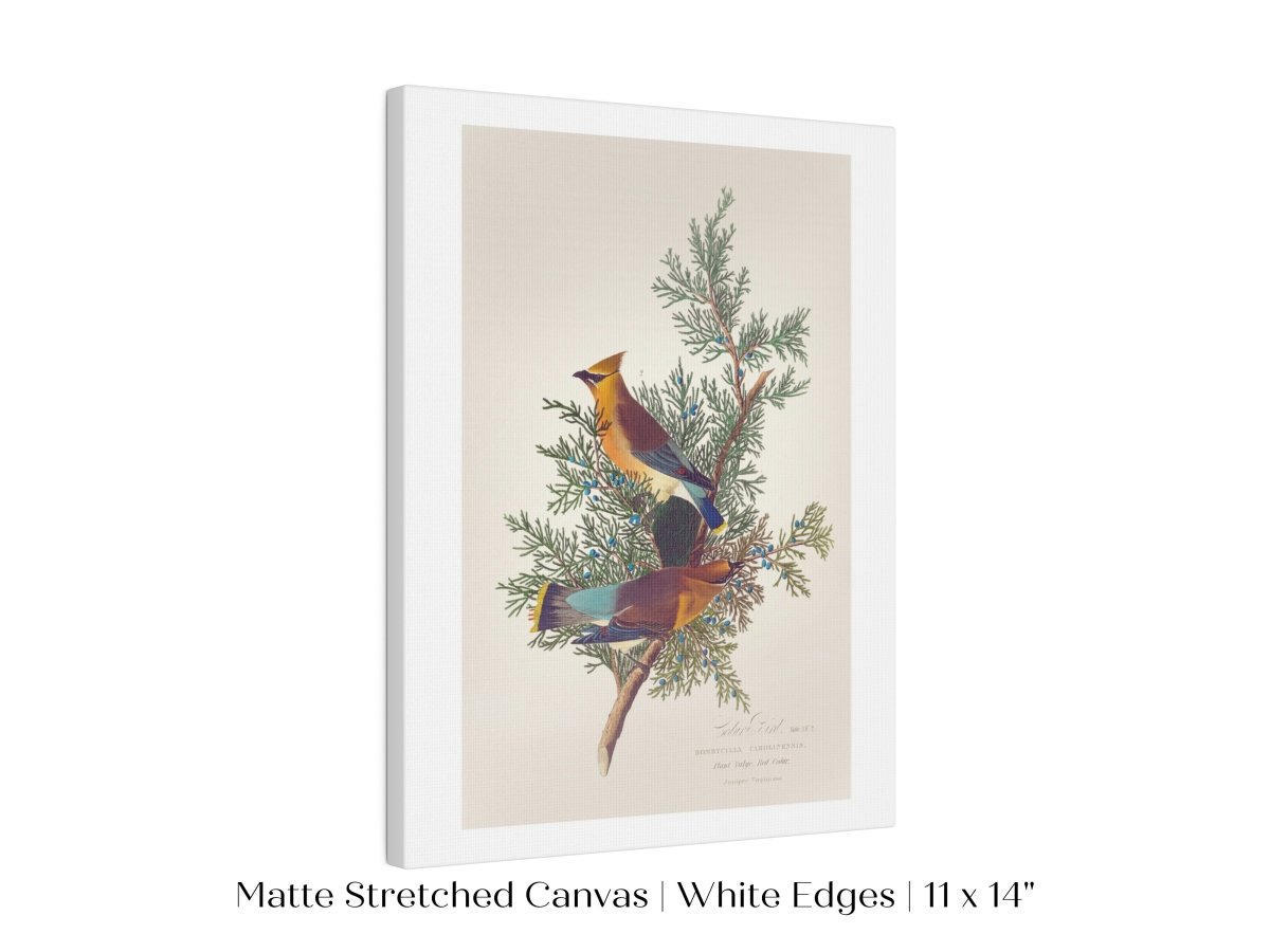 Cedar Bird Illustration | P378 - Single Art Prints - Piccolo Fiore Prints