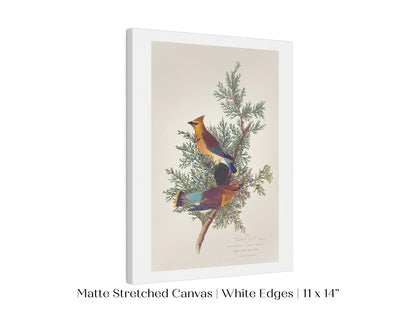 Cedar Bird Illustration | P378 - Single Art Prints - Piccolo Fiore Prints