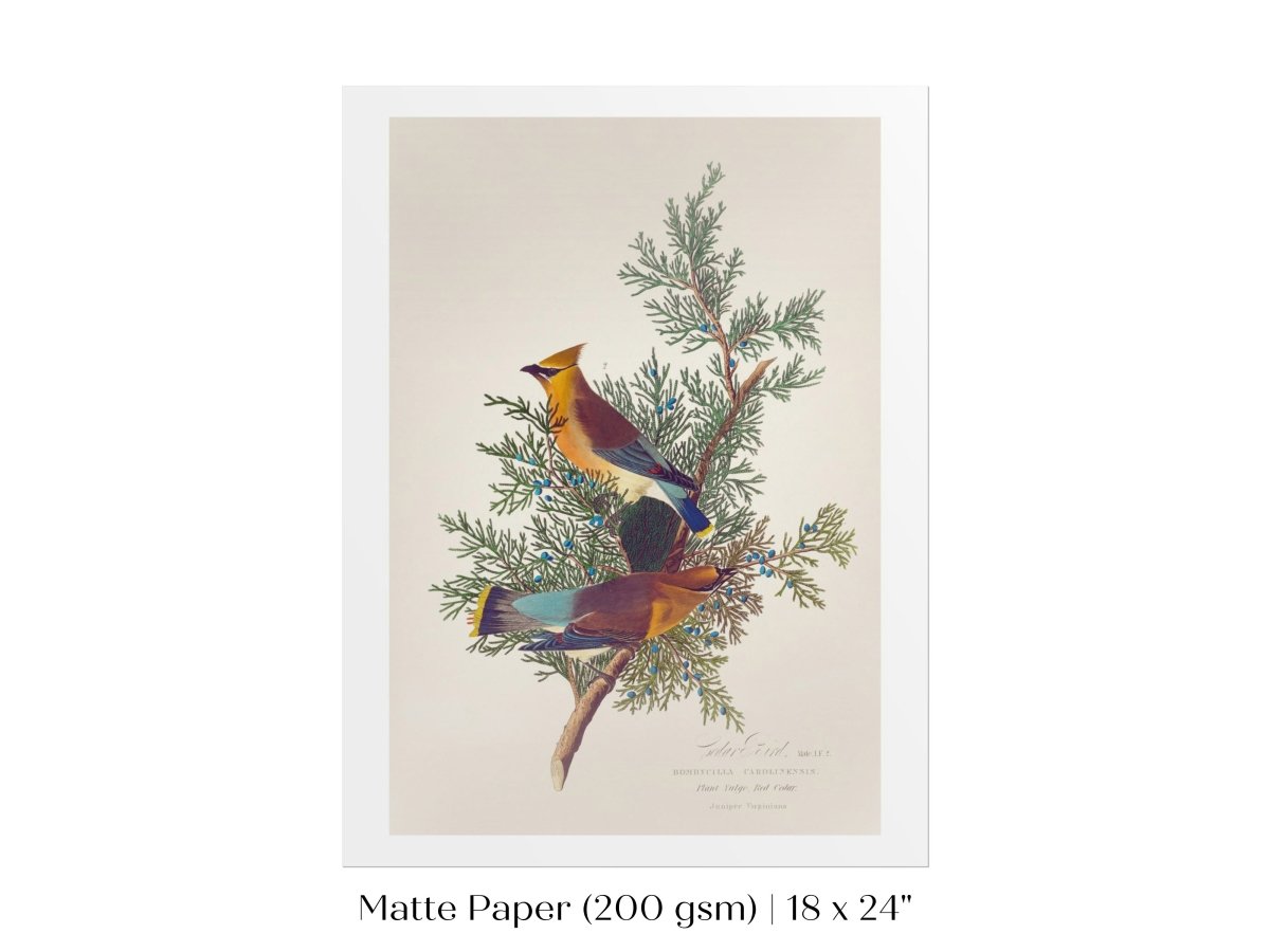 Cedar Bird Illustration | P378 - Single Art Prints - Piccolo Fiore Prints