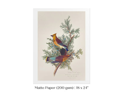 Cedar Bird Illustration | P378 - Single Art Prints - Piccolo Fiore Prints