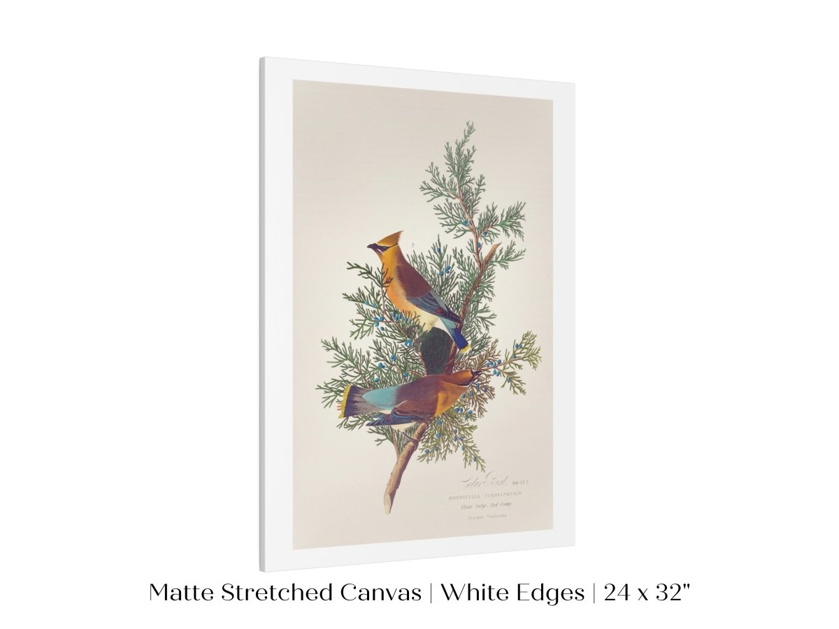 Cedar Bird Illustration | P378 - Single Art Prints - Piccolo Fiore Prints