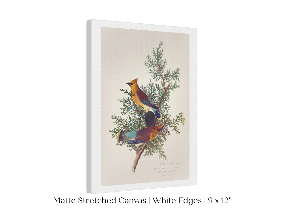 Cedar Bird Illustration | P378 - Single Art Prints - Piccolo Fiore Prints