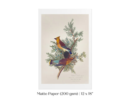 Cedar Bird Illustration | P378 - Single Art Prints - Piccolo Fiore Prints