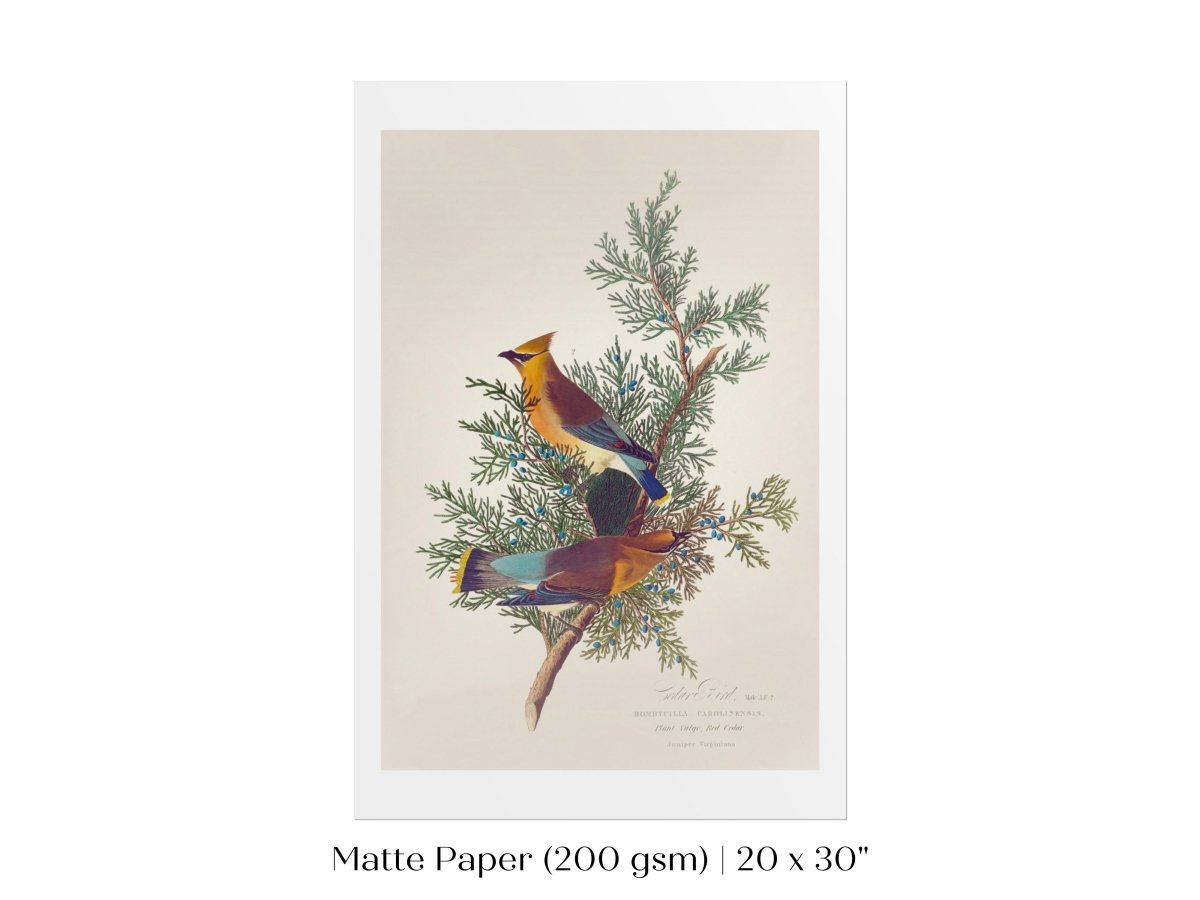 Cedar Bird Illustration | P378 - Single Art Prints - Piccolo Fiore Prints