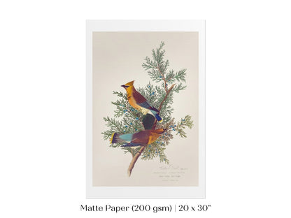 Cedar Bird Illustration | P378 - Single Art Prints - Piccolo Fiore Prints