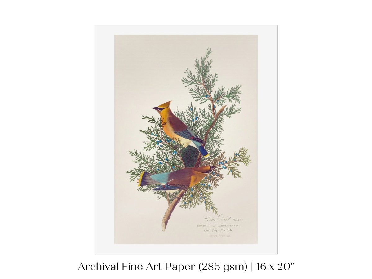 Cedar Bird Illustration | P378 - Single Art Prints - Piccolo Fiore Prints