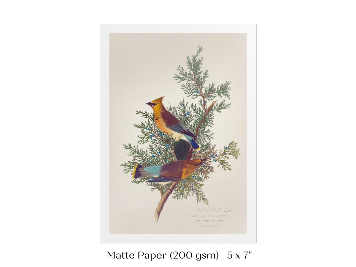 Cedar Bird Illustration | P378 - Single Art Prints - Piccolo Fiore Prints