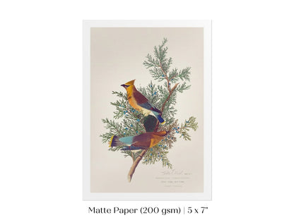 Cedar Bird Illustration | P378 - Single Art Prints - Piccolo Fiore Prints
