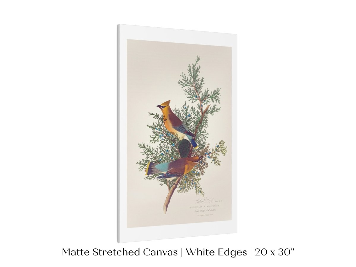 Cedar Bird Illustration | P378 - Single Art Prints - Piccolo Fiore Prints