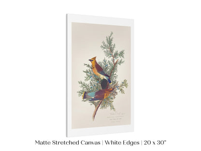 Cedar Bird Illustration | P378 - Single Art Prints - Piccolo Fiore Prints
