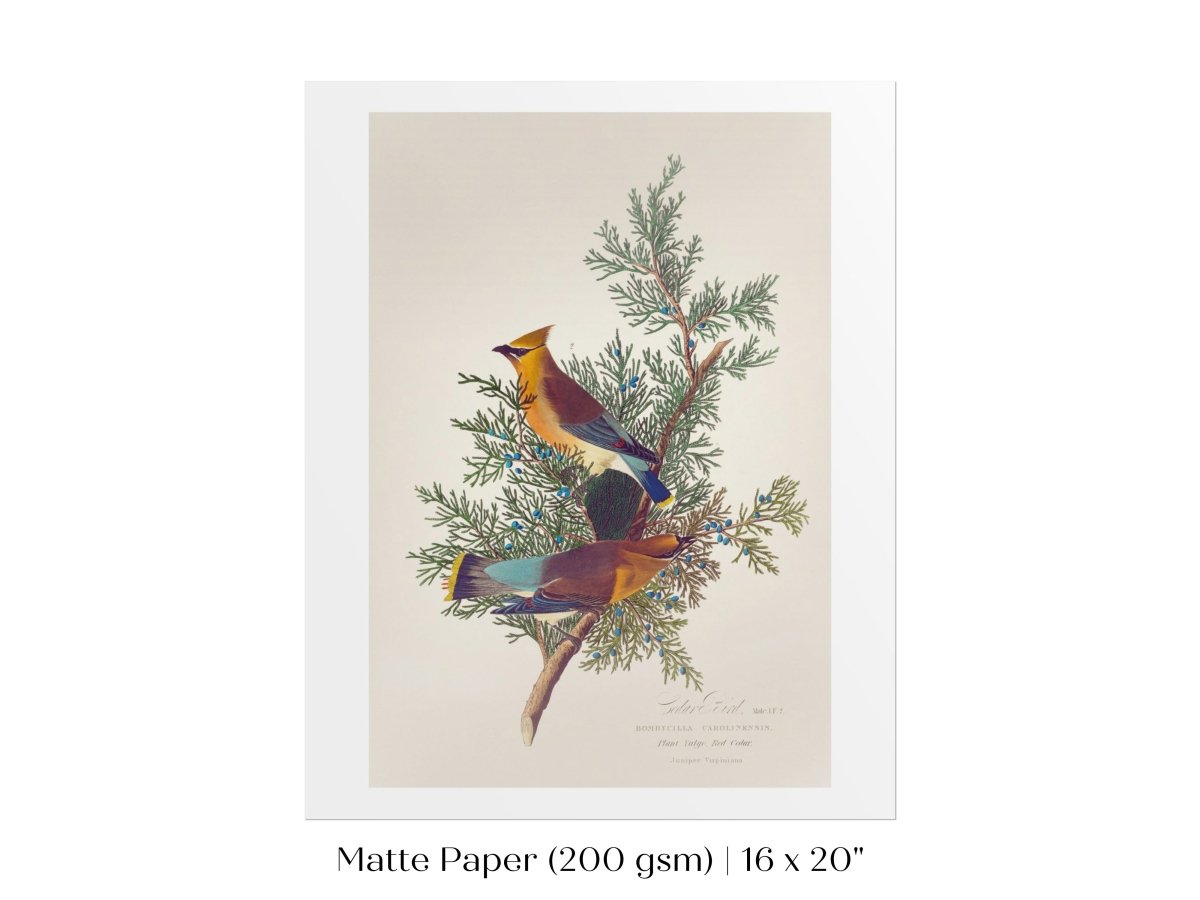 Cedar Bird Illustration | P378 - Single Art Prints - Piccolo Fiore Prints