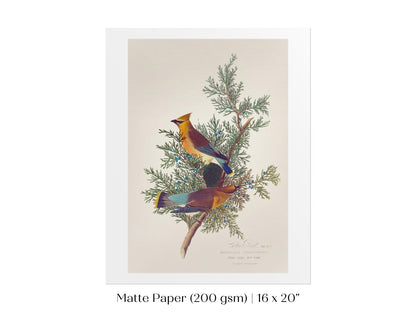 Cedar Bird Illustration | P378 - Single Art Prints - Piccolo Fiore Prints