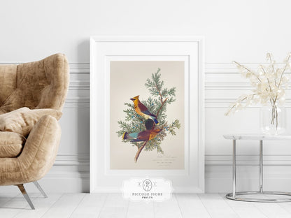 Cedar Bird Illustration | P378 - Single Art Prints - Piccolo Fiore Prints