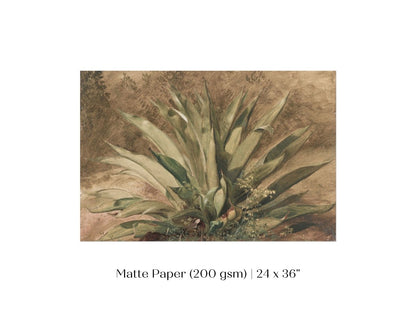 Century Plant | P371 - Single Art Prints - Piccolo Fiore Prints