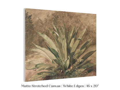 Century Plant | P371 - Single Art Prints - Piccolo Fiore Prints