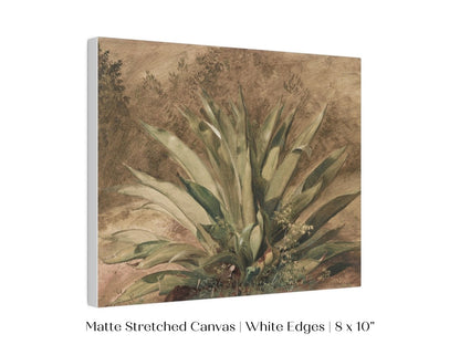 Century Plant | P371 - Single Art Prints - Piccolo Fiore Prints